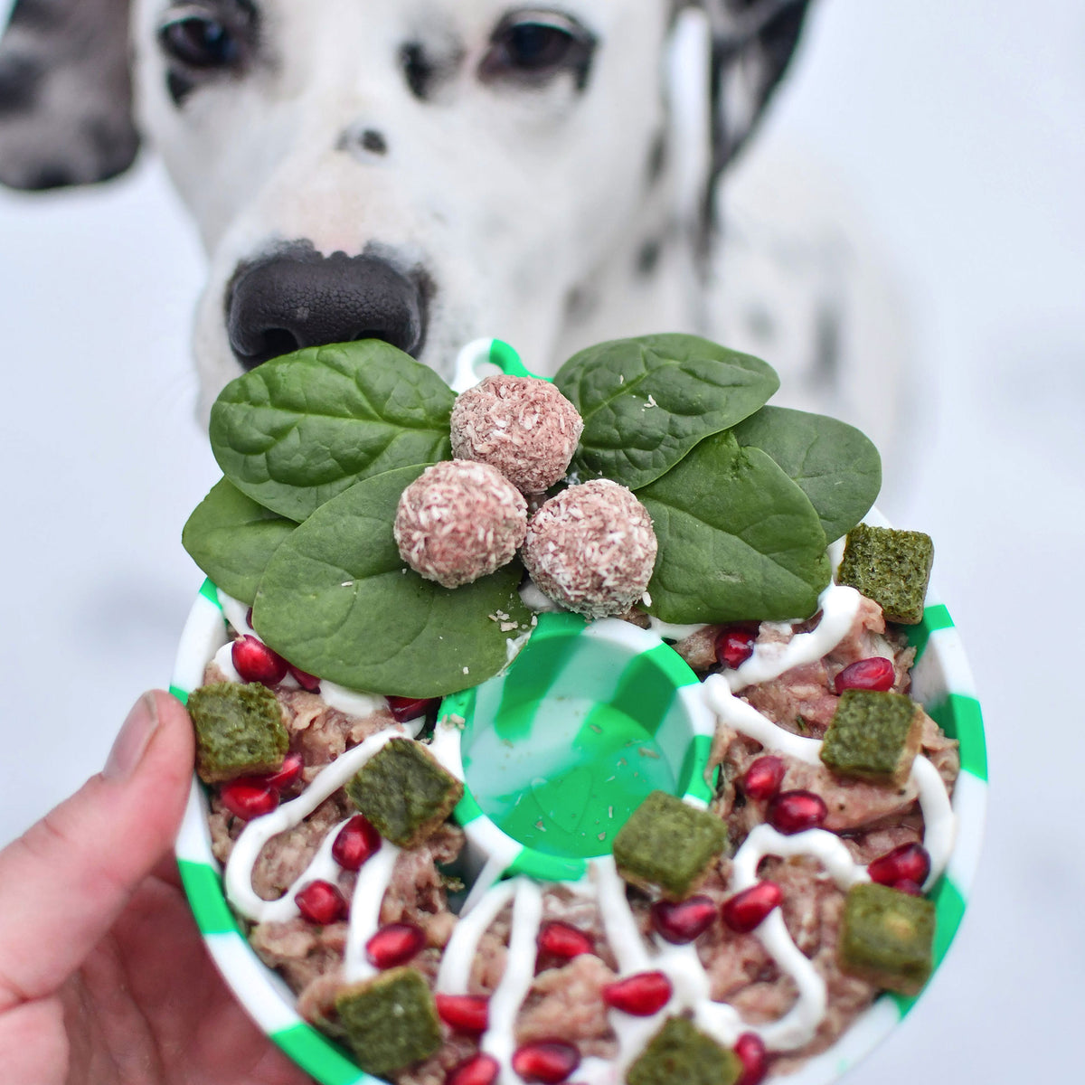 Gamelle pour chien couleur menthe avec design tourbillon graphique