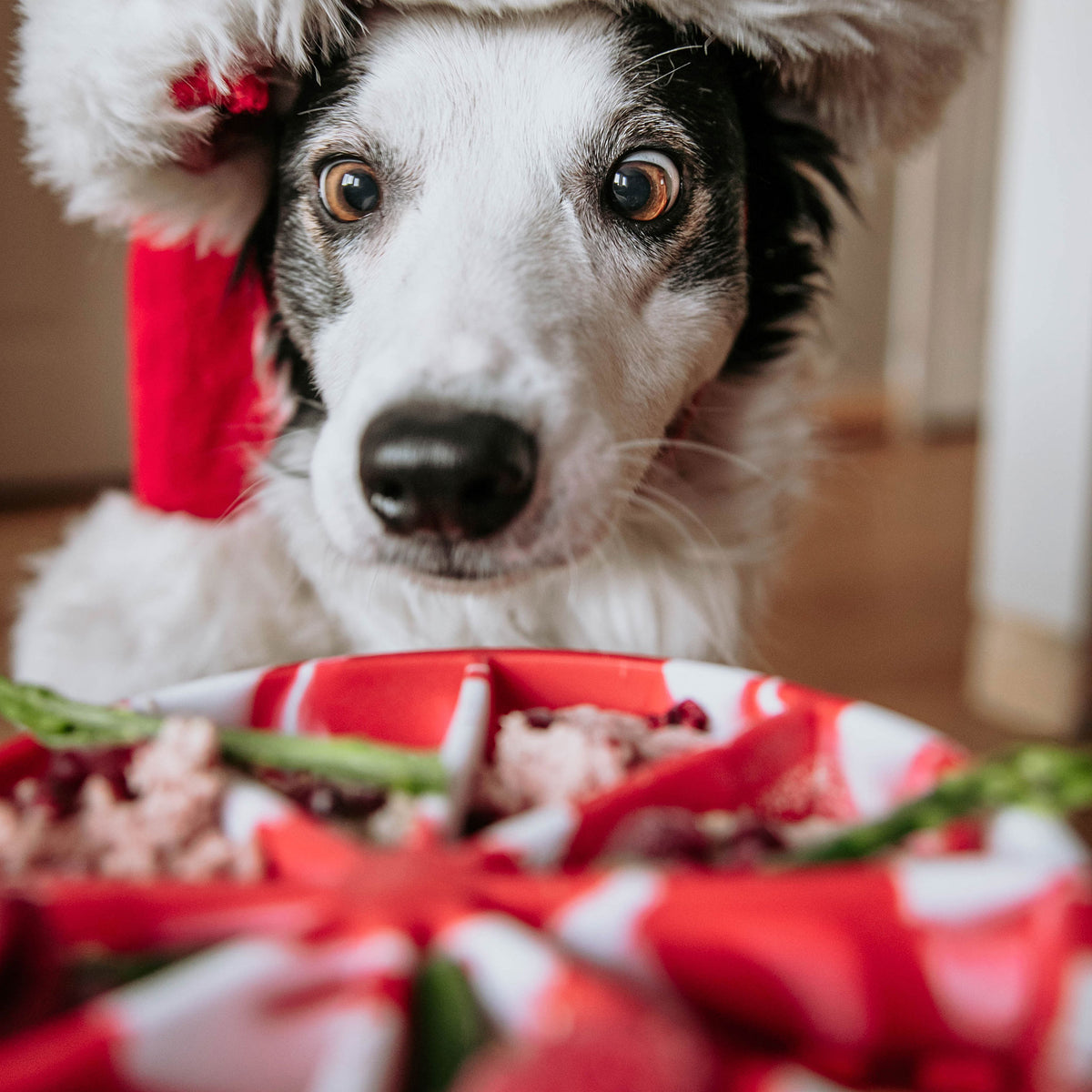 Tapis anti-stress Dogs Crush pour les fêtes de Noël saveur candy, reliefs variés pour apaisement du chien gourmand