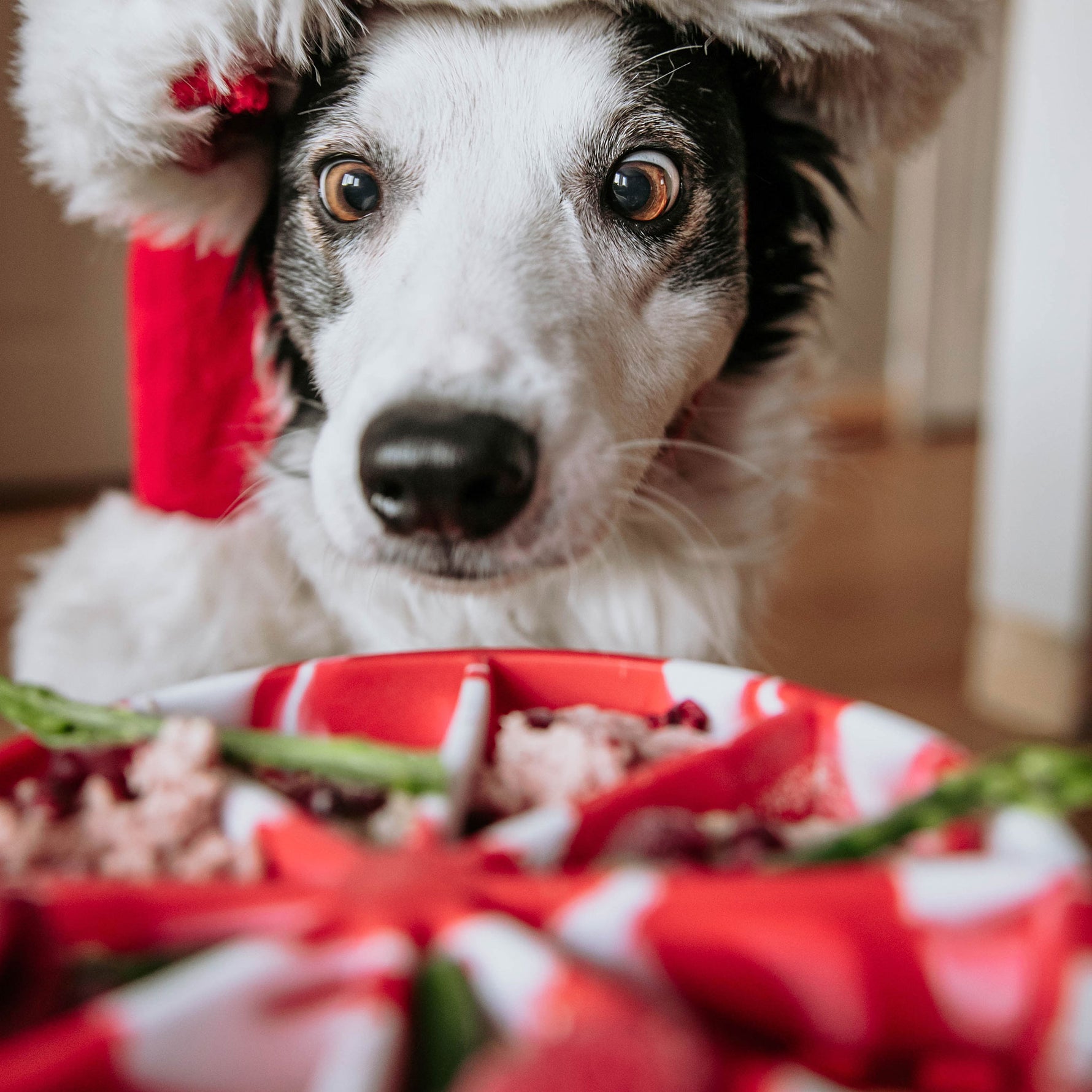 Tapis anti-stress Dogs Crush pour les fêtes de Noël saveur candy, reliefs variés pour apaisement du chien gourmand