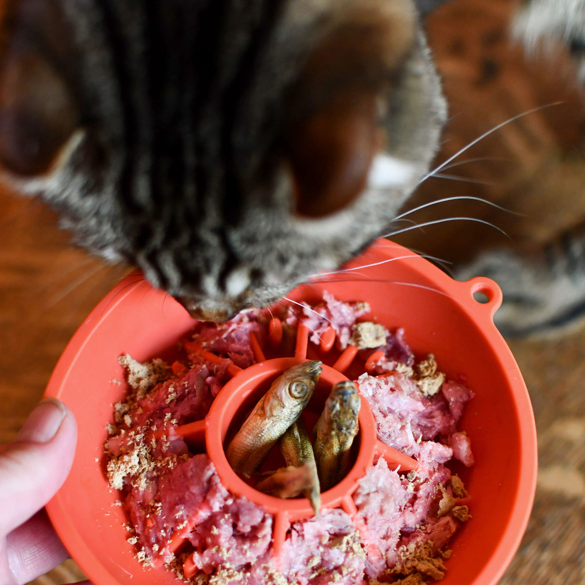 Bol interactif rouge Dogs Crush favorisant une digestion optimale chez les chiens