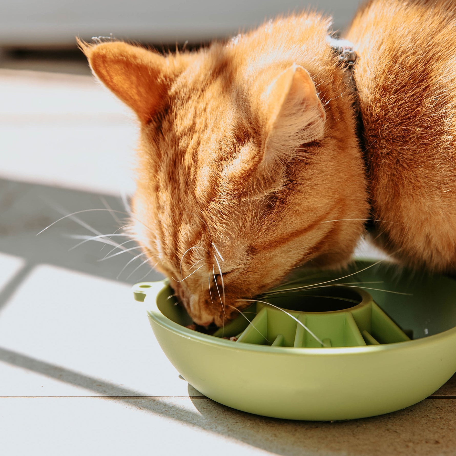 Petit bol ralentisseur et tapis de léchage Dogs Crush vert kiwi pour petits chiens et chats