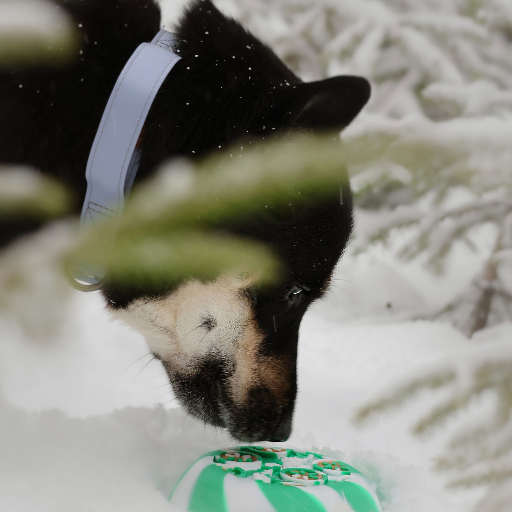 Gamelle Dogs Crush vert clair avec spirale, design contemporain